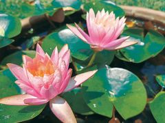 -花开海上生态园