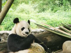 -都江堰中华大熊猫苑