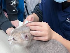 -奈斯宠物医院·核磁CT·异宠专科·内镜(中南店)
