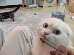 -喵宠乐园·撸猫互动·猫舍