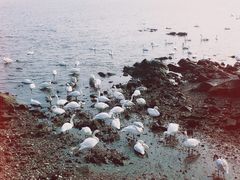 -烟墩角天鹅湖