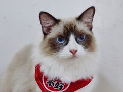 -李小姐の猫咖啡馆(五角场店)
