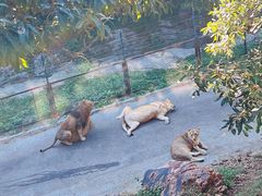 -大连森林动物园