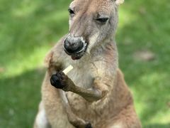 -泉州海丝野生动物世界