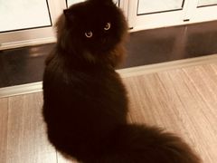 -Pets First伊珊娜洗护·精致美容·家庭式寄养(新会路店)