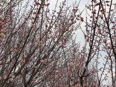 -蜀冈西峰生态公园