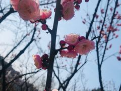 -无锡梅园公园