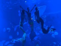 -烟台海昌鲸鲨海洋公园