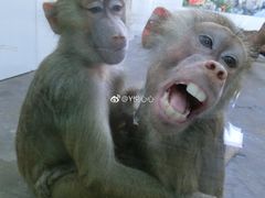 -西安秦岭野生动物园