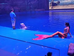 -芜湖新华联大白鲸海洋公园