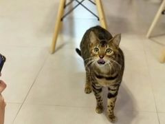 -三花喵·撸猫购宠·宠物生活馆(虹桥南丰城店)