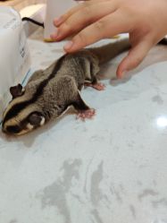 -Moni星球萌宠·小马宝莉·灵蛇·高端高阶全萌宠互动体验俱乐部(红豆国际广场店)