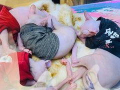 -藏猫猫咖啡主题馆(中央大道店)