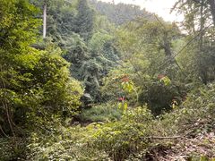 -西双版纳原始森林公园