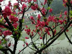 -南国桃园旅游度假区