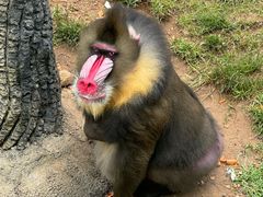 -大连森林动物园