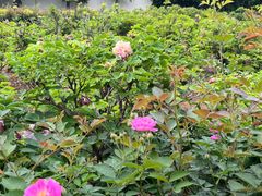 -洛阳市牡丹公园