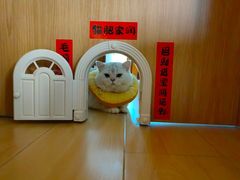 -纳吉亚猫专科动物医院博雅分院
