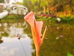 -深圳仙湖植物园