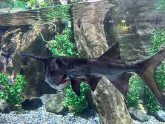 -迪拜水族馆及水下动物园