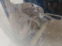 -全心全意连锁动物医院·微创中心·内科急重症·心脏专科(丰管路店)