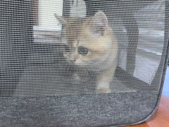 -艾贝尔宠物医院 ·内科全科(梁溪路店)