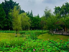 -沐仙湖湿地公园