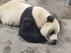 -栾川竹海野生动物园