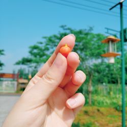 -前小桔亲子创意农场·草莓采摘·露营烧烤