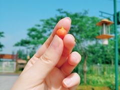 -前小桔亲子创意农场·草莓采摘·露营烧烤