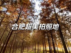 -合肥滨湖国家森林公园