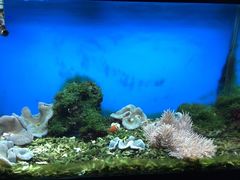 -御唐府海珊瑚主题餐厅
