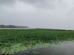 -滕州微山湖红荷湿地景区