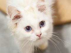 -楼上猫咖(罗湖店)