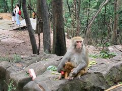 -黔灵山公园
