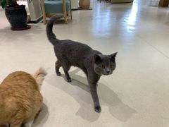 -藏猫猫咖啡主题馆(中央大道店)