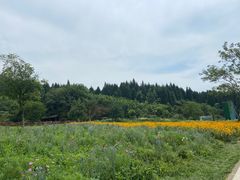 -武陵山森林公园