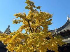 -龙华素斋(龙华路店)