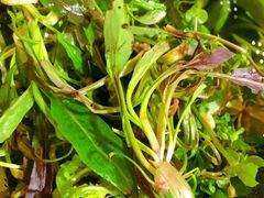 -黔府豆米火锅野菜馆(南马店)