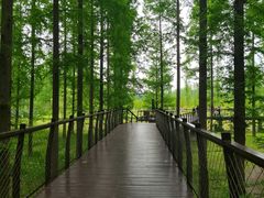 -黄海国家森林公园