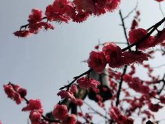 -红梅公园
