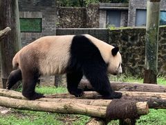 -都江堰中华大熊猫苑