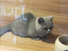 -喵百万·布偶·蓝金金渐层英短·猫舍(百子湾店)