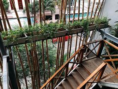 -Rainforest