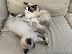 -iF摄影•全家福•证件照•形象照(南山店)