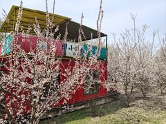 -长白岛森林公园