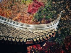 -秋霞圃