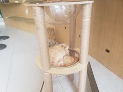 -飞行喵MR PILOT|猫舍·猫咖(静安大融城店)