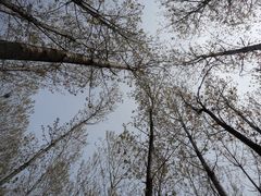 -林间山庄