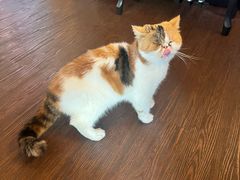 -猫岛主趣味餐厅(鼓浪屿店)